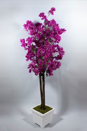 180 cm Begonvil Ağacı