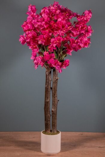 Beton Saksıda 100 Cm Begonvil Ağacı