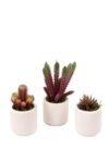 beyaz-beton-saksida-bordo-renkli-3-lu-kaktus-seti-462.jpg