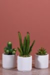 beyaz-beton-saksida-bordo-renkli-3-lu-kaktus-seti-462.jpg
