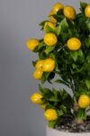beyaz-beton-saksida-yapay-limon-agaci-311.jpg