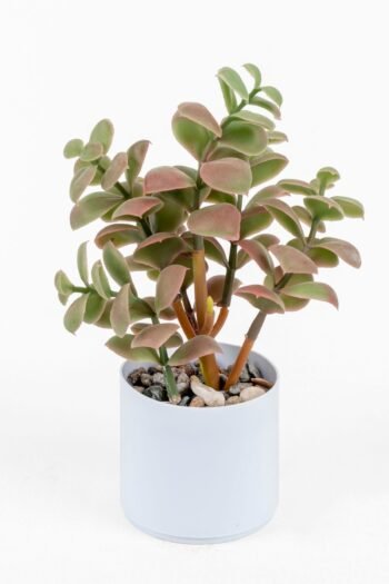 Beyaz Renkli Saksıda Yapay Kaktüs Sukulent