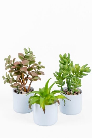 Beyaz Renkli Saksıda Yapay Kaktüs Sukulent