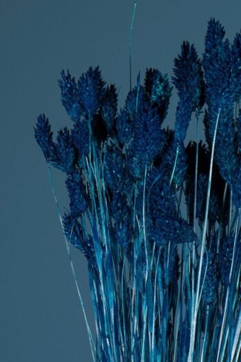 Doğal Kurutulmuş Mavi Renk Kuş Otu