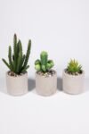 gri-beton-saksida-bordo-renkli-3-lu-kaktus-seti-1030.jpg