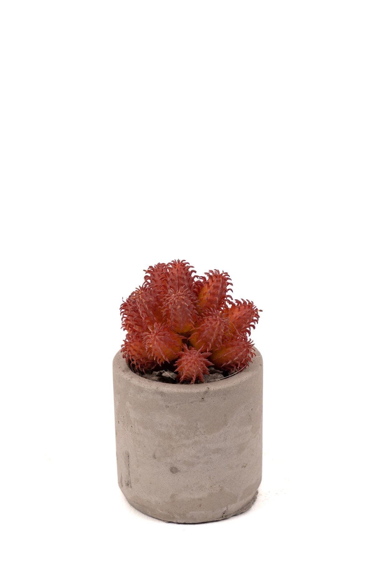 gri-beton-saksida-bordo-renkli-3-lu-kaktus-seti-289.jpg