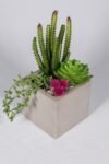 Gri Beton Saksıda Kaktüs Şöleni