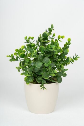 Siyah Saksıda Yapay Baby Okaliptus