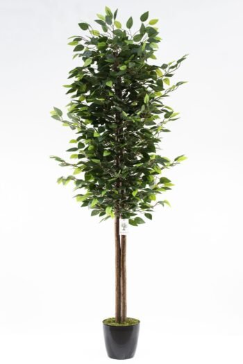 Siyah Saksıda Yoğun Yapraklı 180 Cm Yapay Benjamin Ağacı